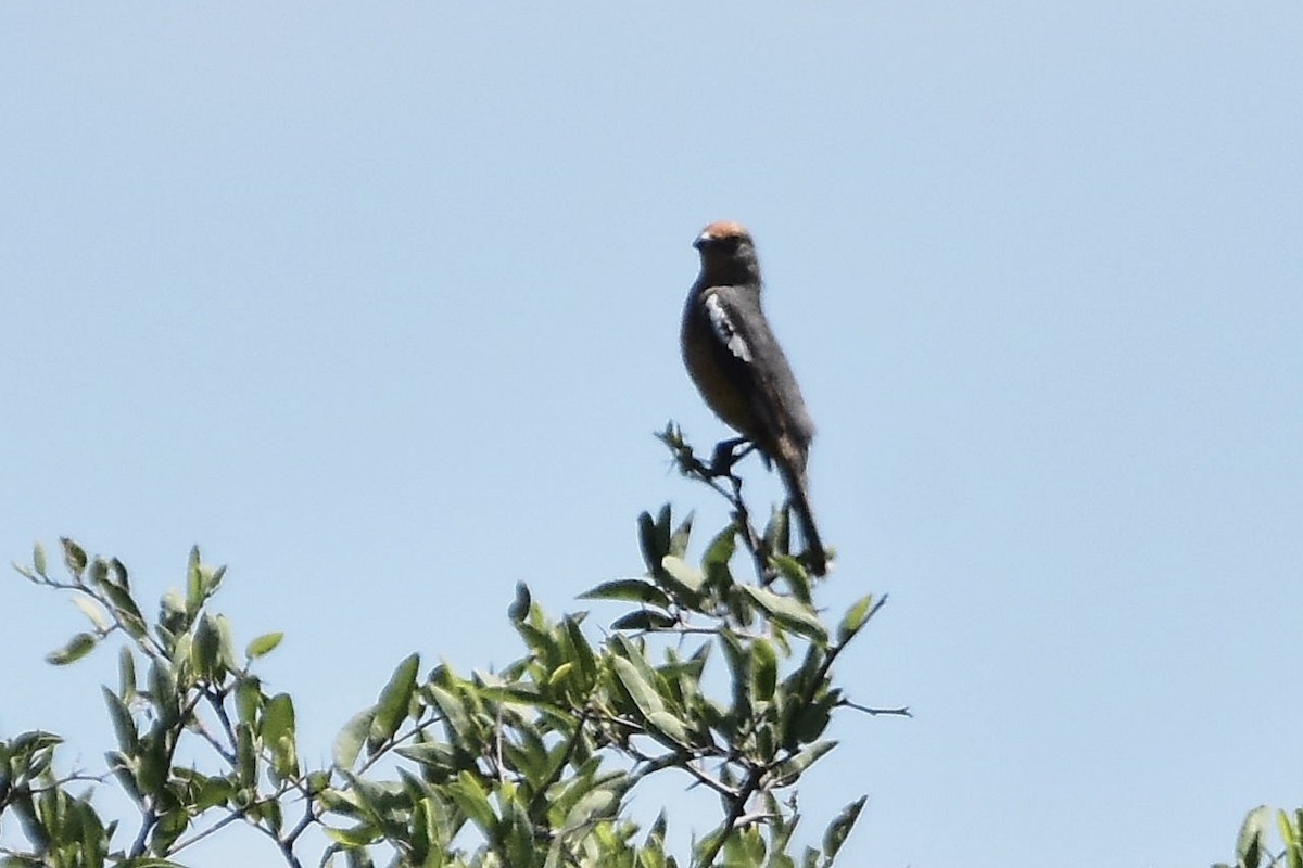 White-tipped Plantcutter - ML647482614