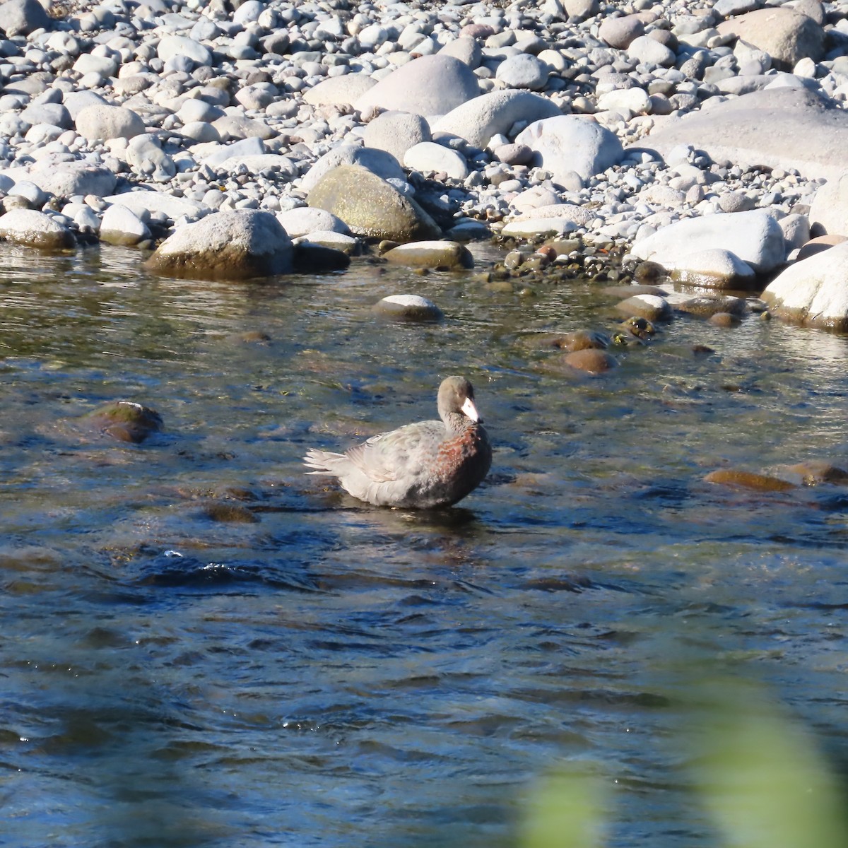 Синяя утка - ML647482615