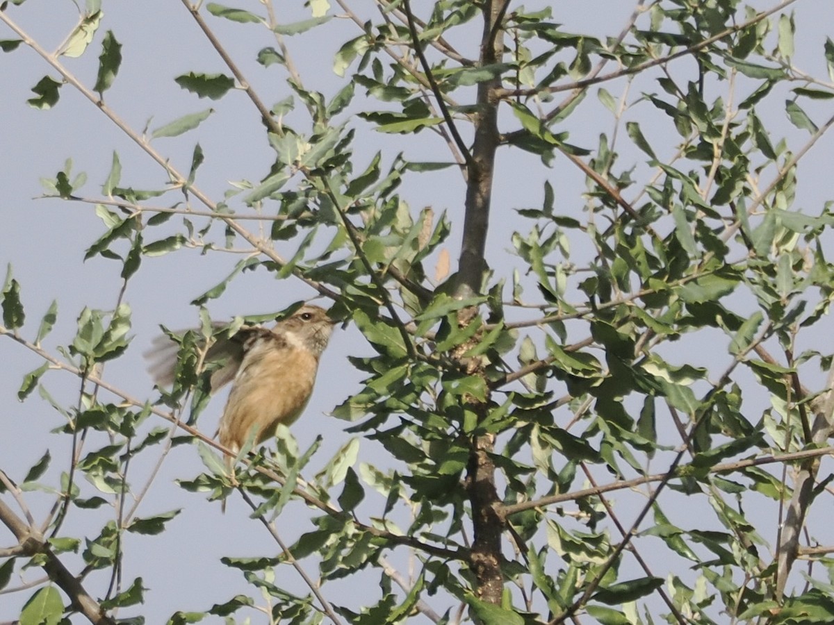 European Stonechat - ML647482671