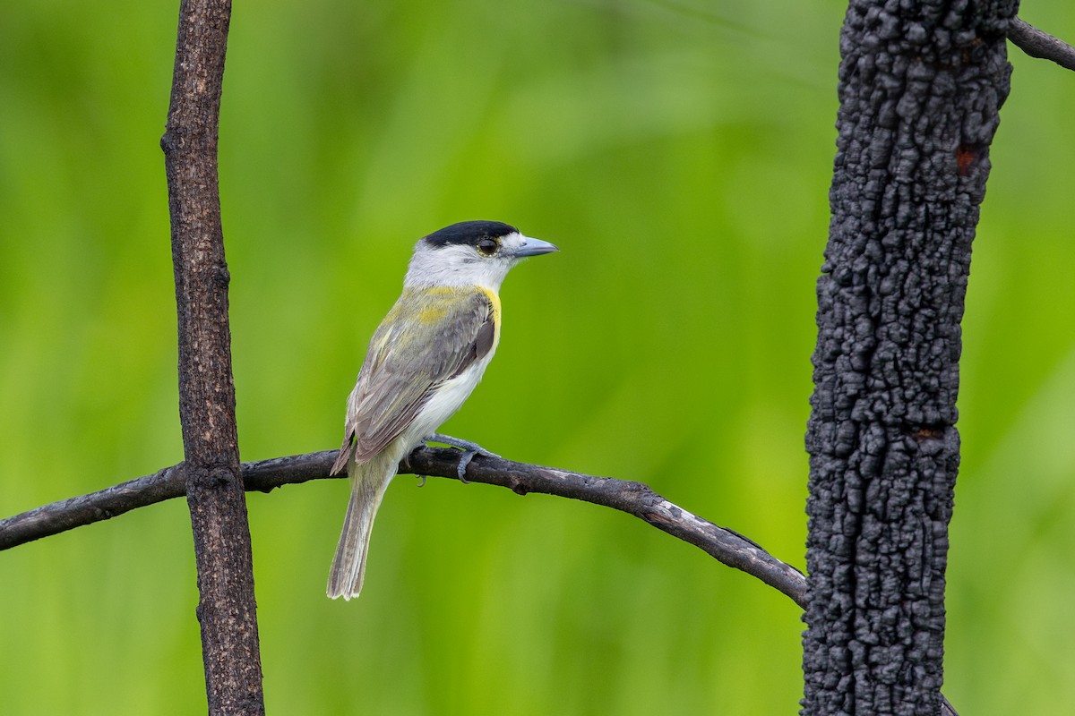 Green-backed Becard (Green-backed) - ML647482675