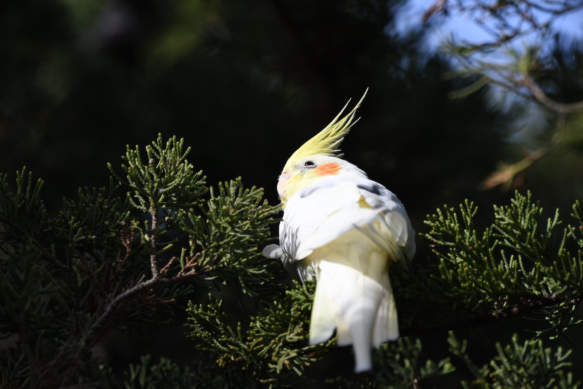 Cockatiel - ML647482678