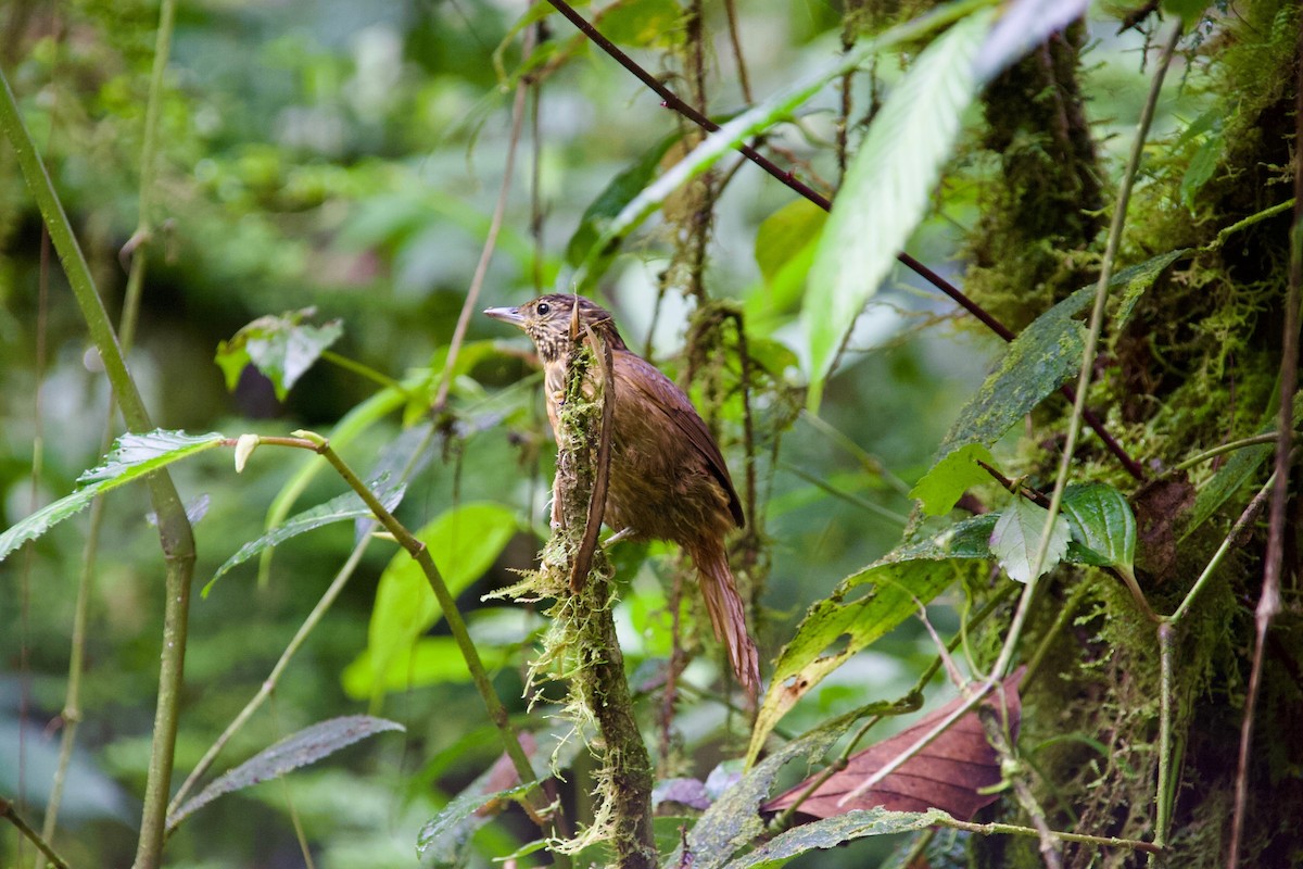 Spotted Woodcreeper - ML647482718
