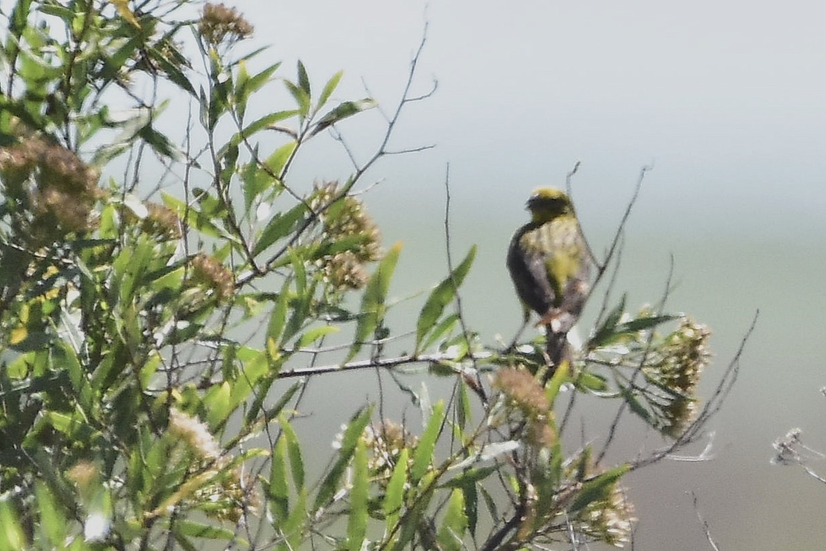 Grassland Yellow-Finch - ML647482728