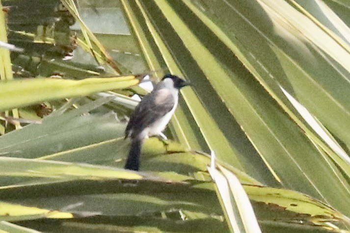 Sooty-headed Bulbul - ML647482730