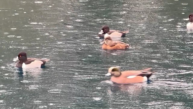 צולל צווארון - ML647482731