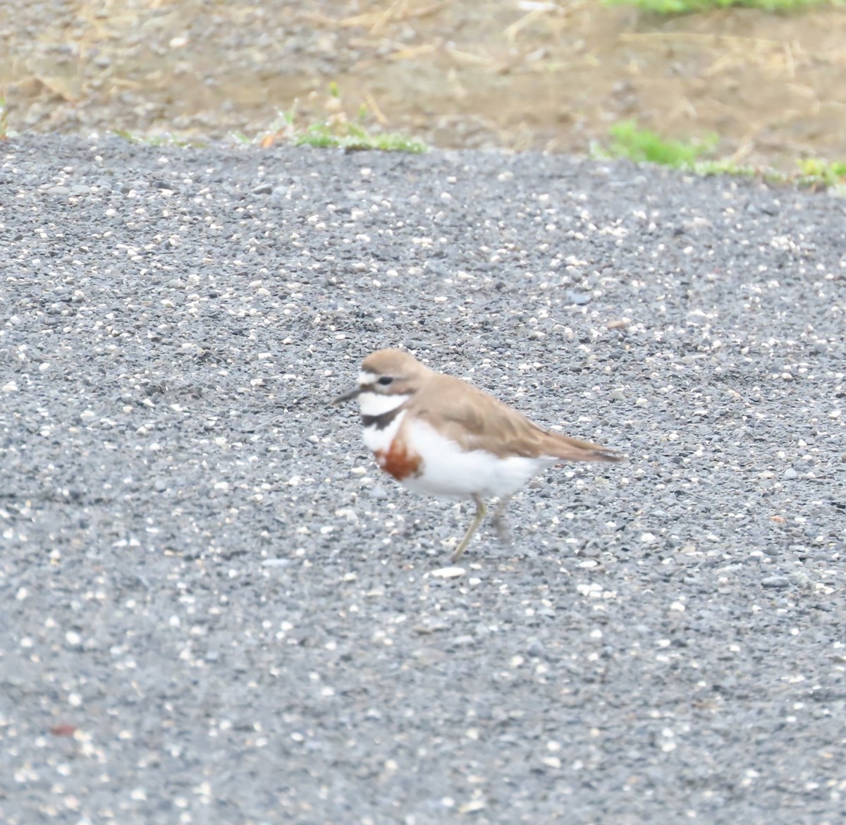 チャオビチドリ - ML647482754