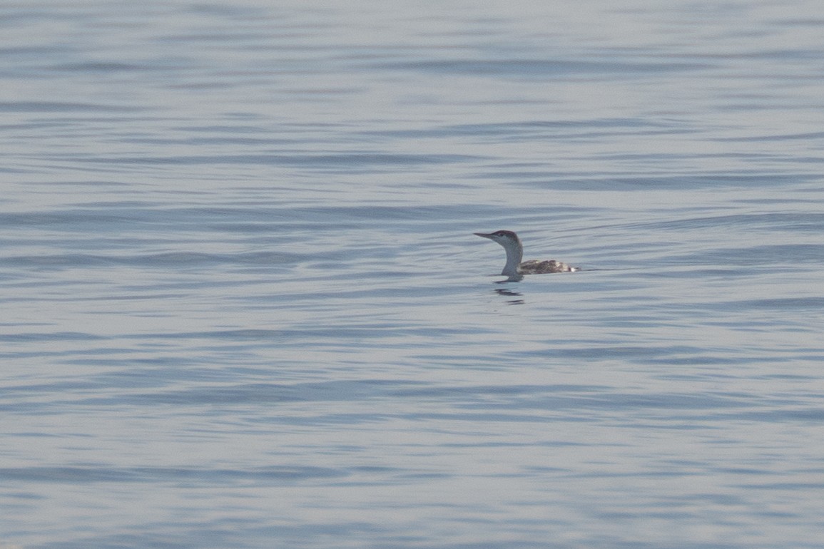 Plongeon catmarin - ML647482768