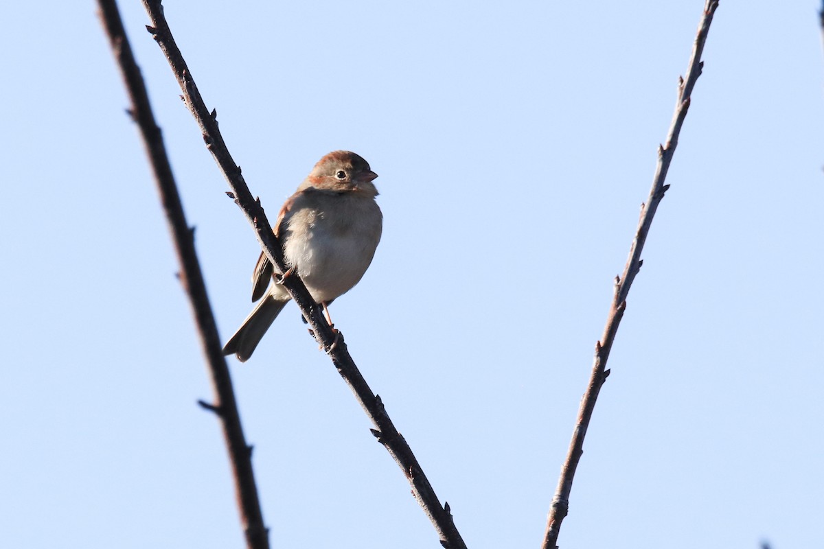 Field Sparrow - ML647482784