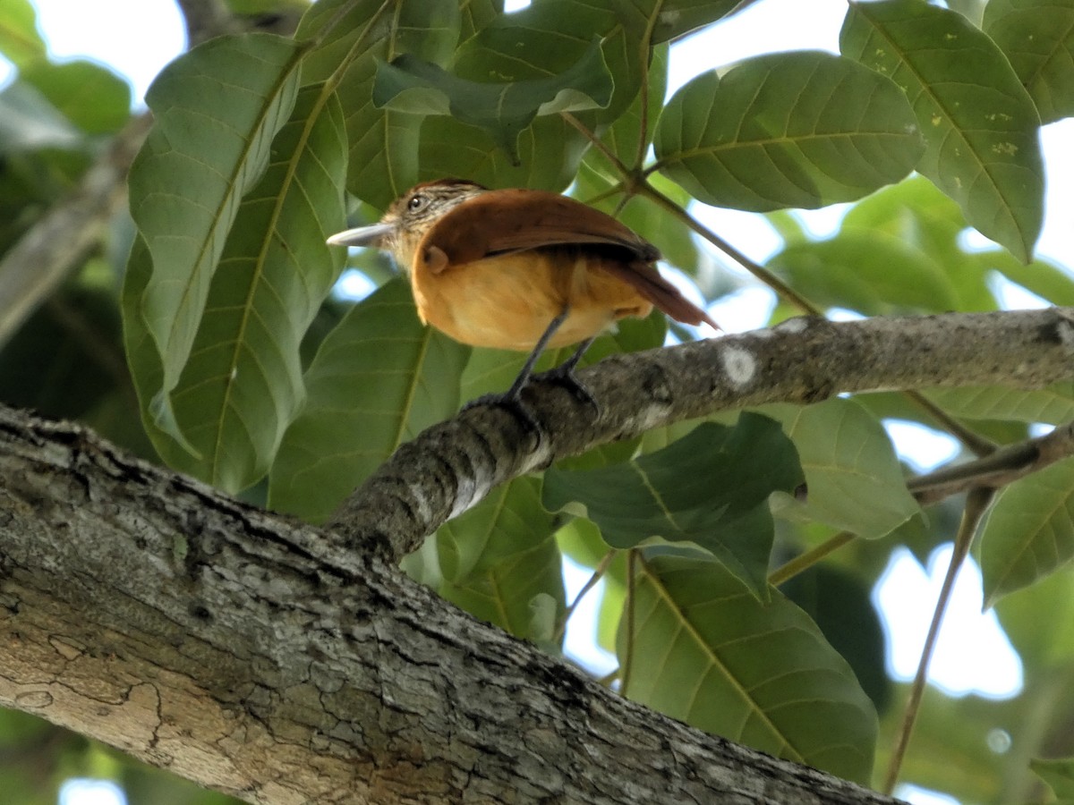 Bindenameisenwürger - ML647482797