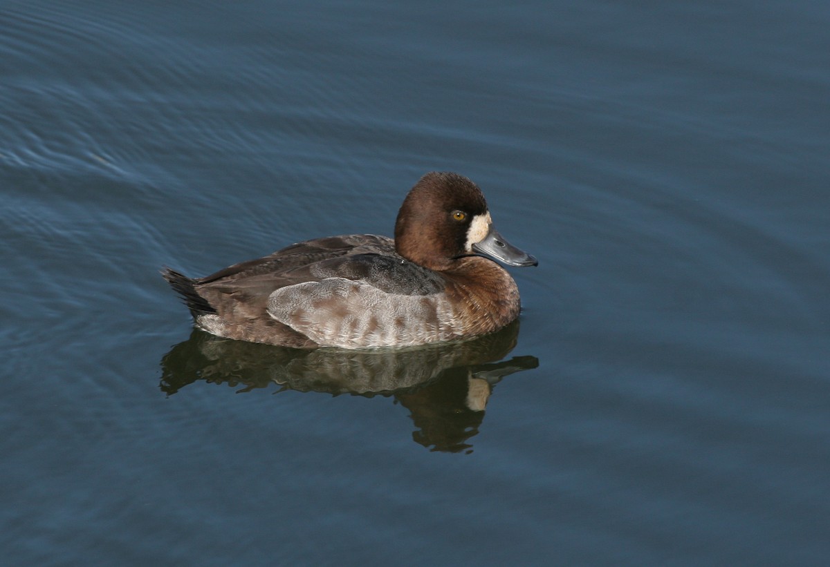 Lesser Scaup - ML647482801