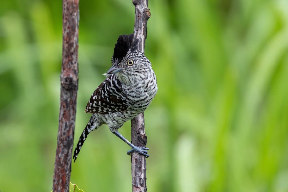 Bindenameisenwürger - ML647482802