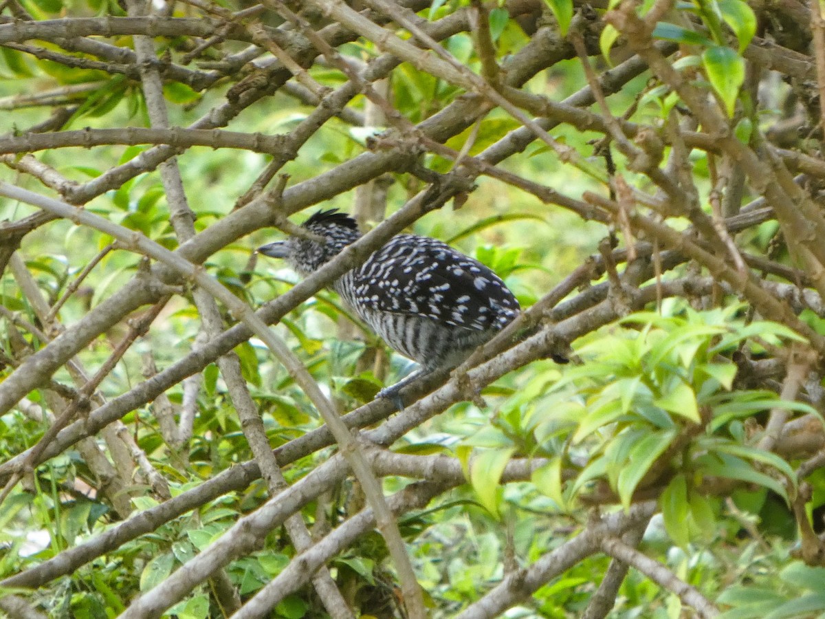 Bindenameisenwürger - ML647482811