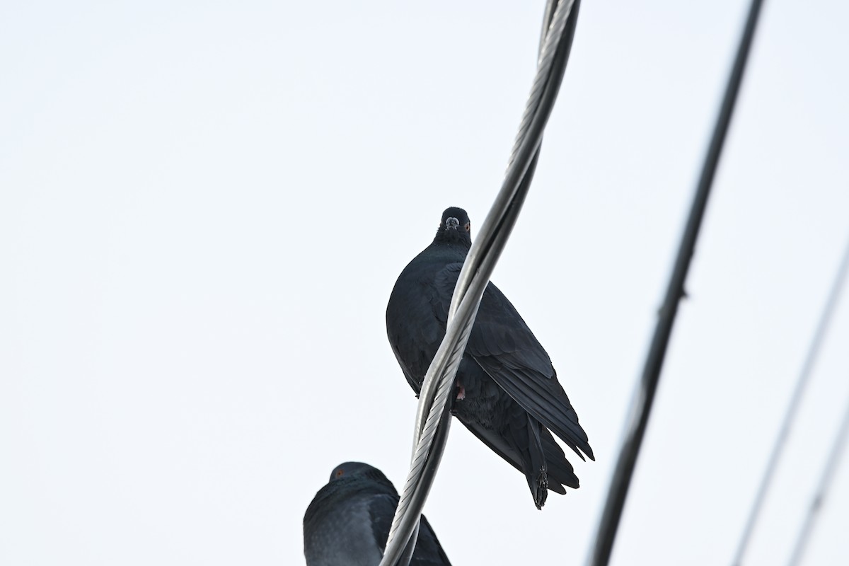 カワラバト（ドバト、家畜型） - ML647482812