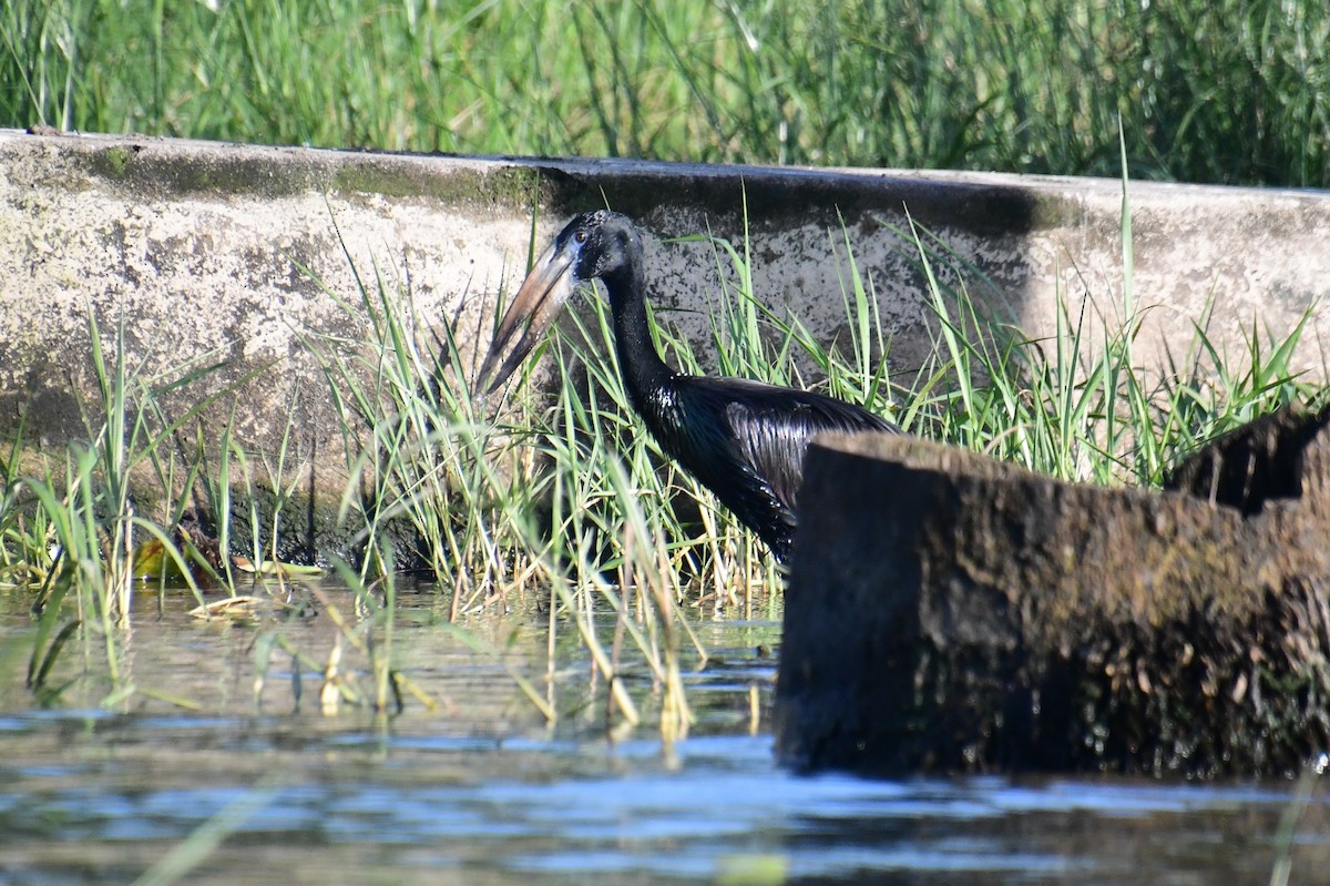 African Openbill - ML647482866