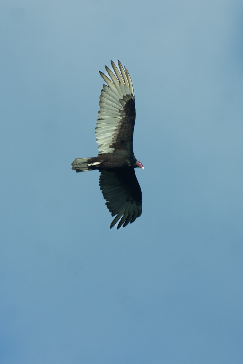 kondor krocanovitý - ML647482887