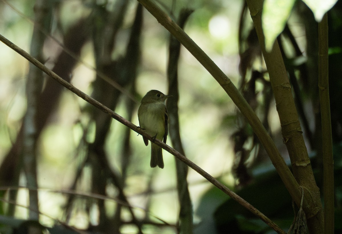 Acadian Flycatcher - ML647482892