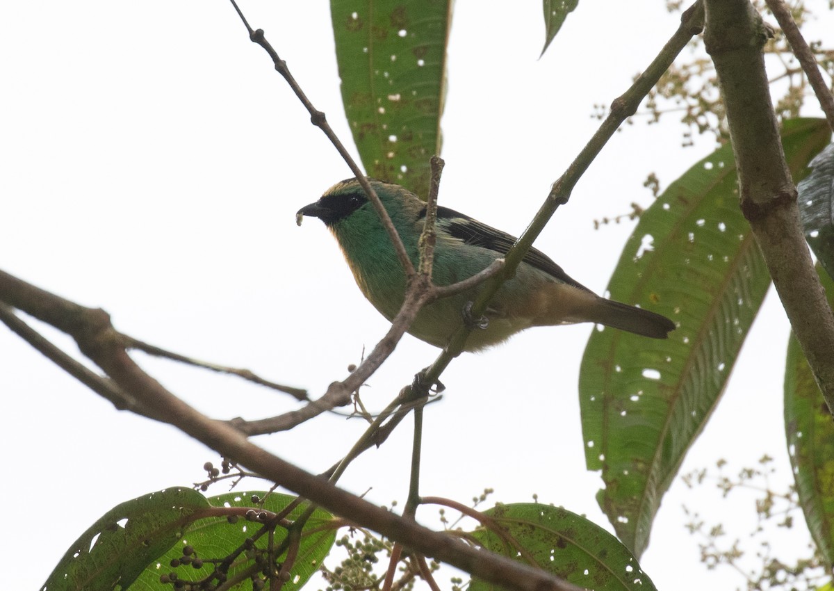 テリミドリフウキンチョウ - ML647482894