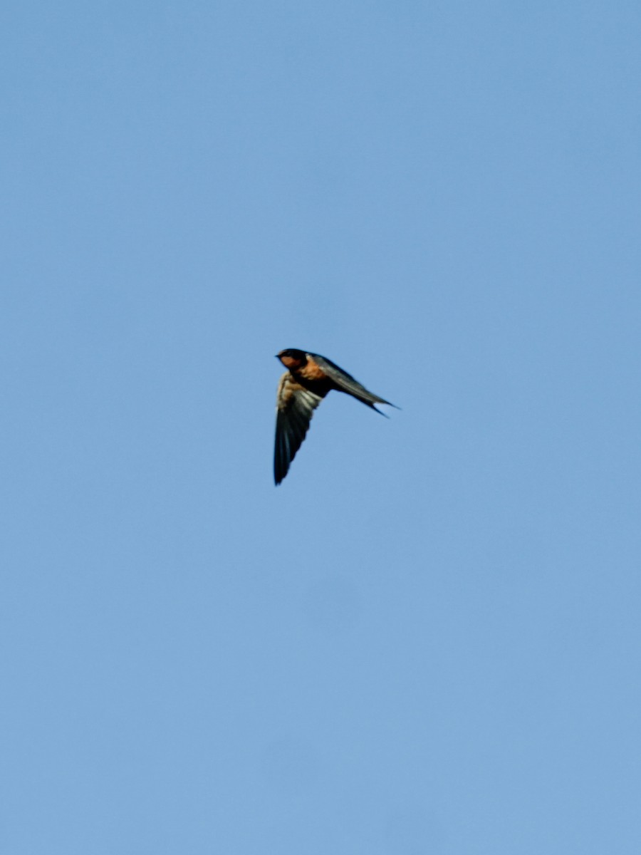 vlaštovka obecná - ML647482897