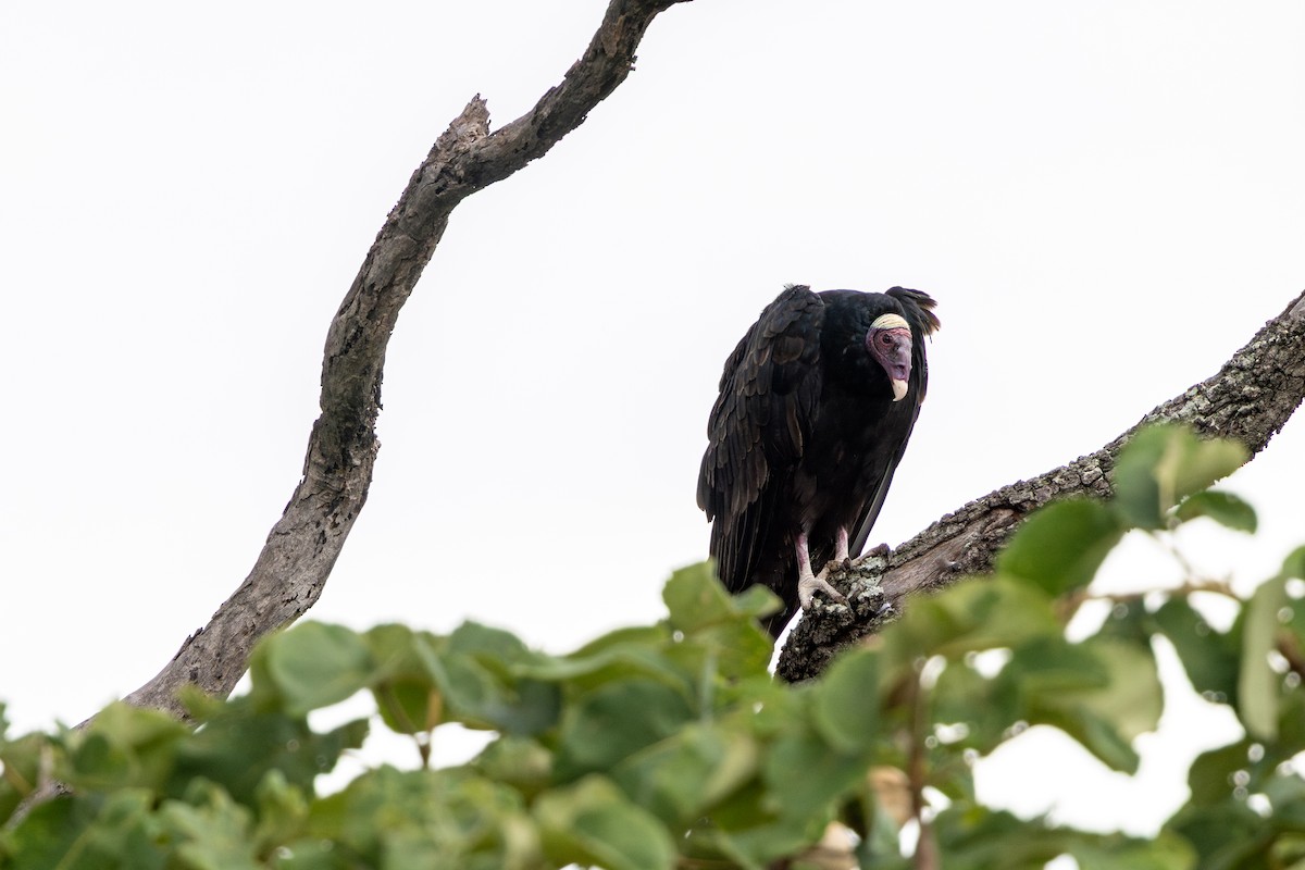 kondor krocanovitý - ML647482898