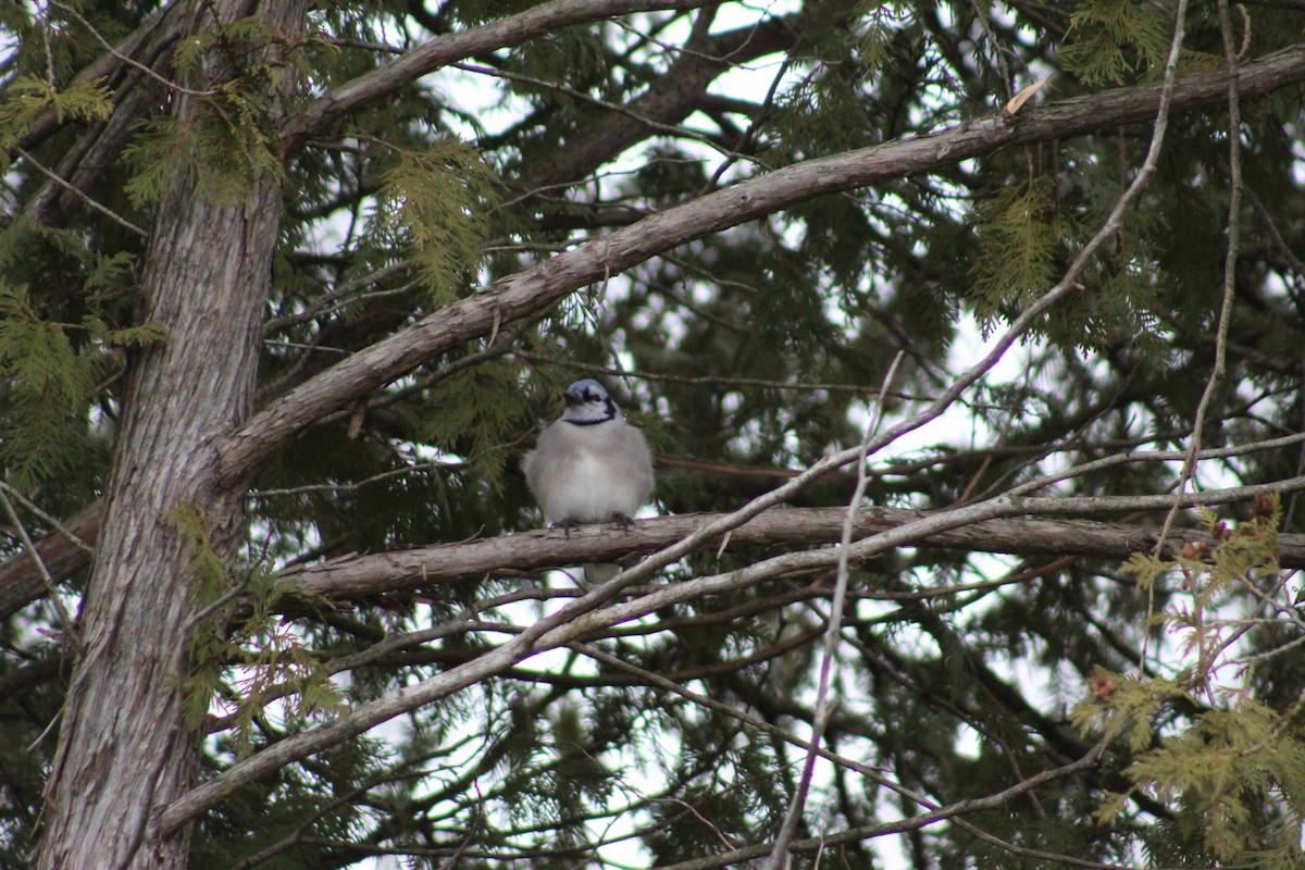 Blue Jay - ML647482933