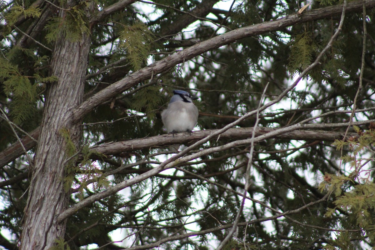 Blue Jay - ML647482934