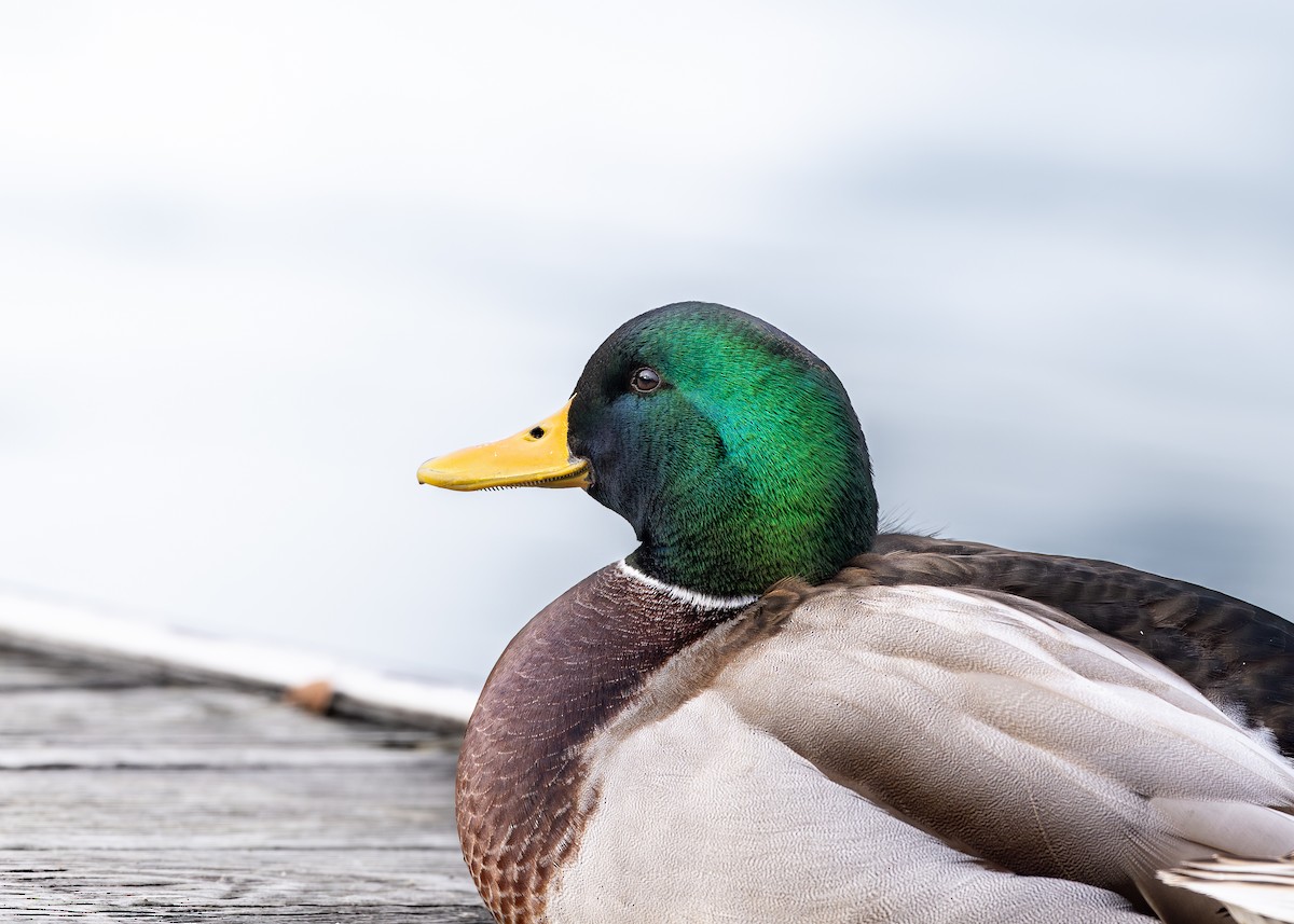 ברכיה - ML647482938