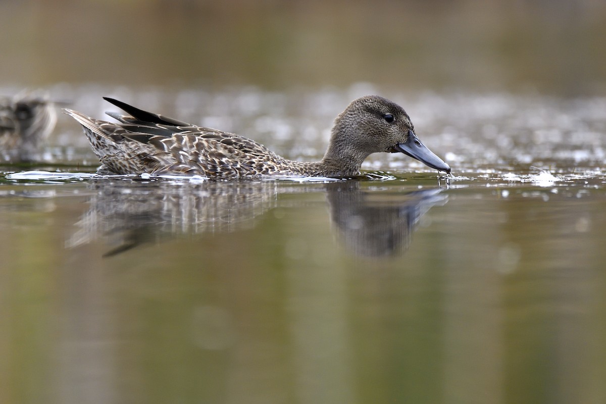 Zertzeta hegalurdina - ML647482956