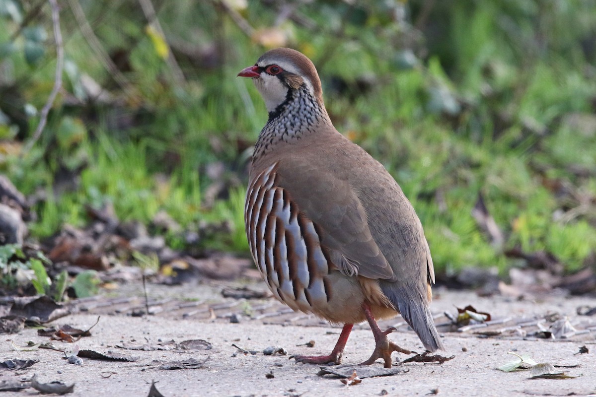 Red-legged Partridge - ML647482958