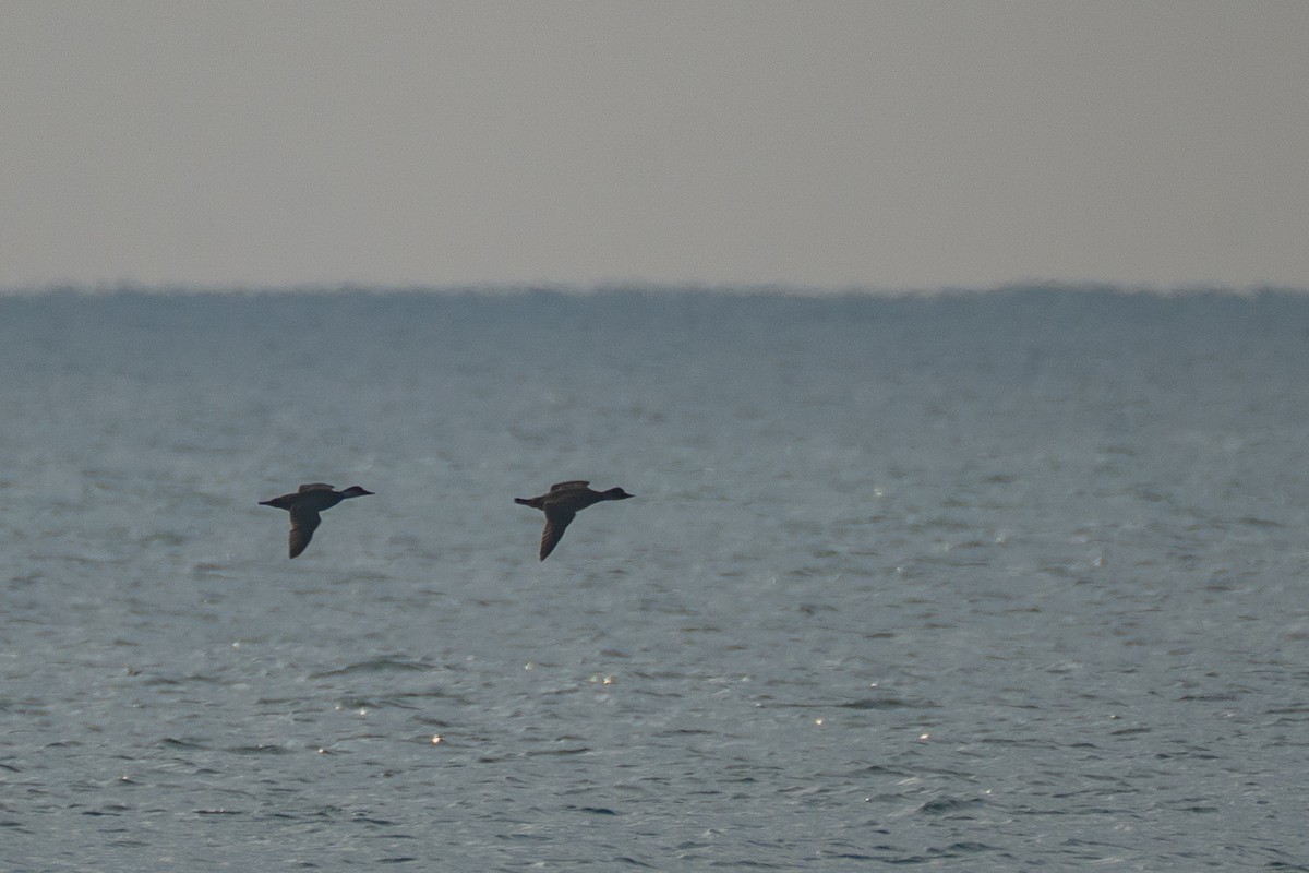 Common Scoter - ML647482960