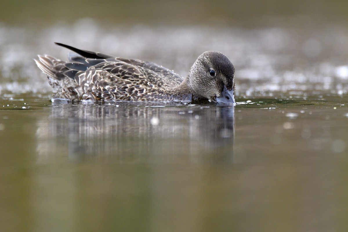 Zertzeta hegalurdina - ML647482962