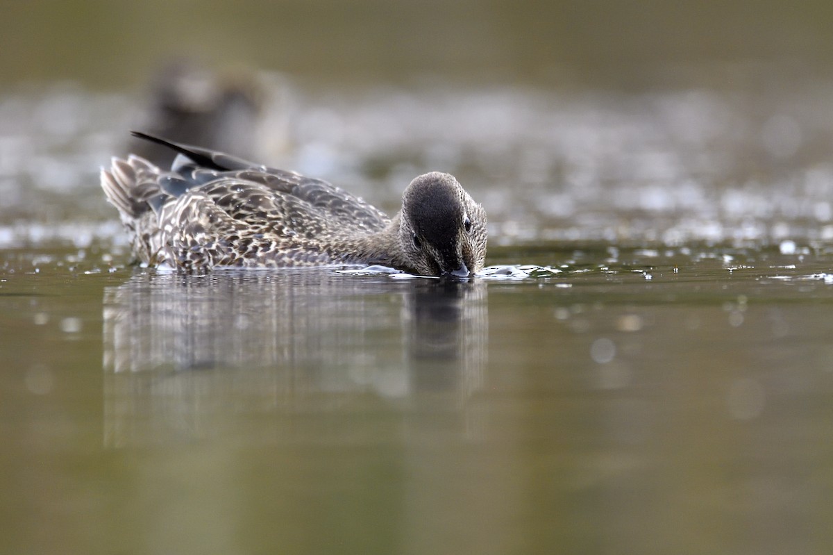 Zertzeta hegalurdina - ML647482963