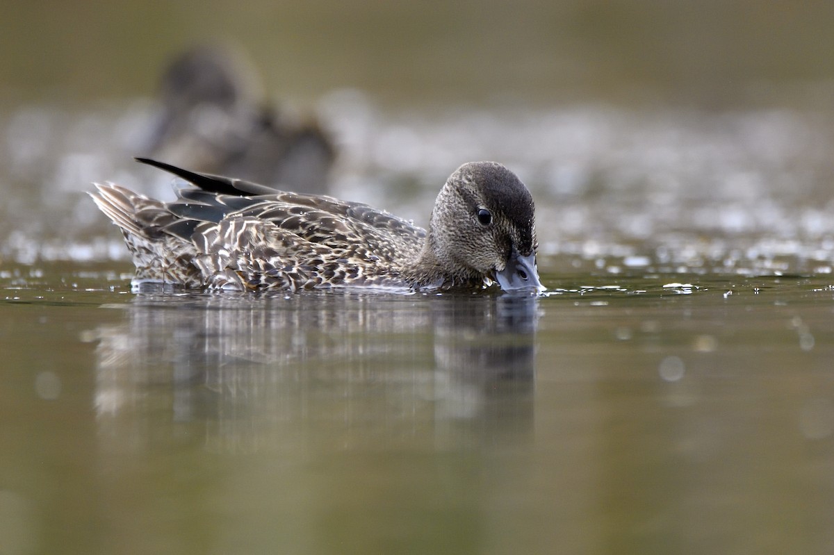 Zertzeta hegalurdina - ML647482965