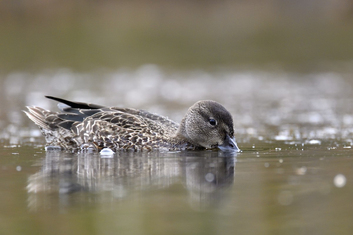 Zertzeta hegalurdina - ML647482966