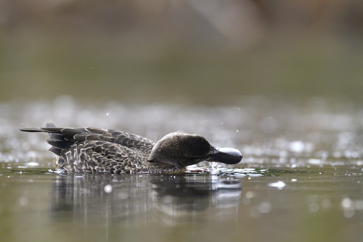 Zertzeta hegalurdina - ML647482967