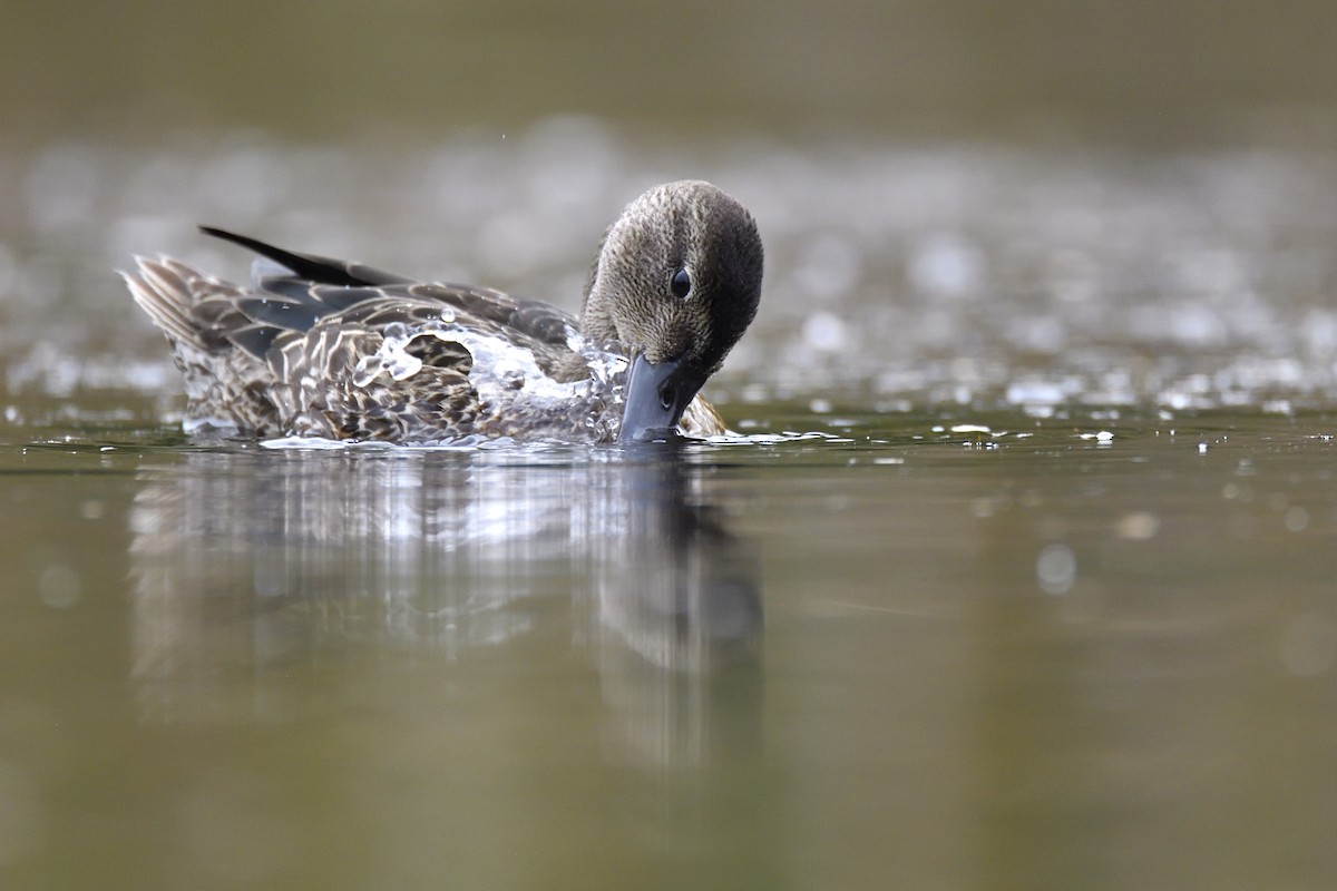 Zertzeta hegalurdina - ML647482968