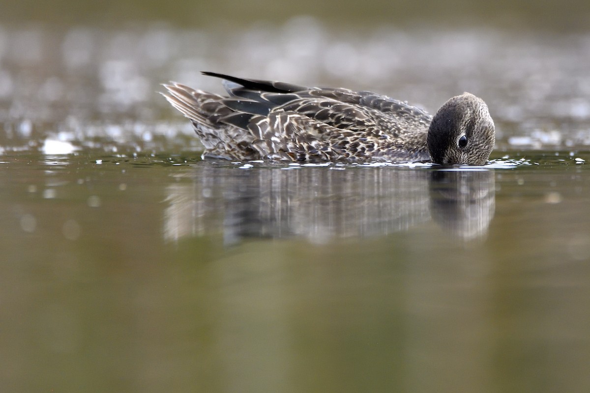 Zertzeta hegalurdina - ML647482969