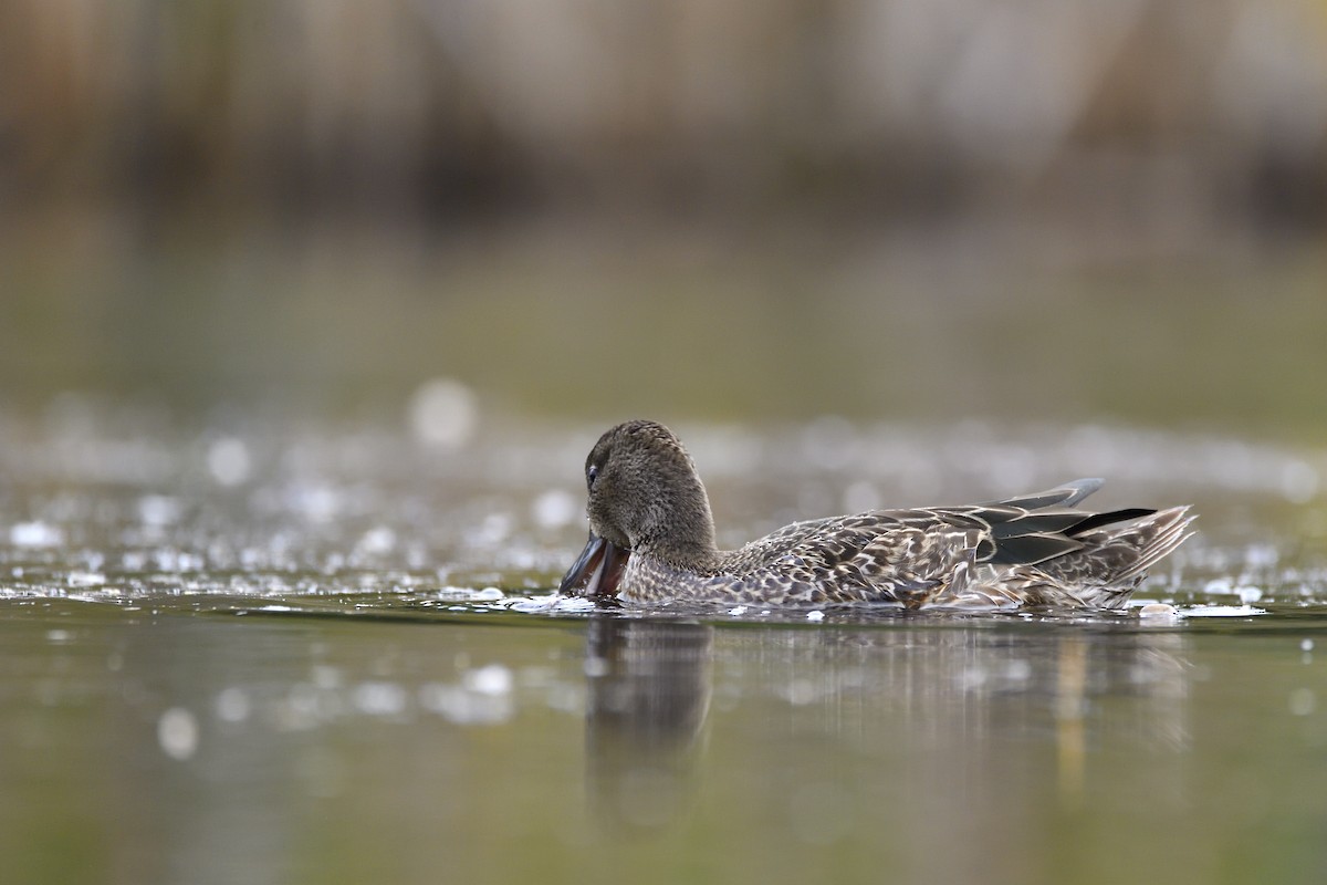 Zertzeta hegalurdina - ML647482971