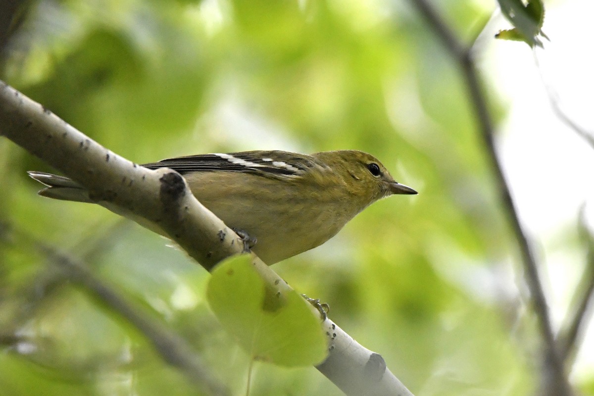 Пісняр-лісовик каштановий - ML647482977