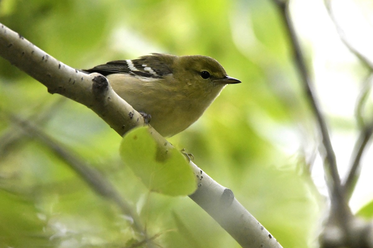 Пісняр-лісовик каштановий - ML647482978