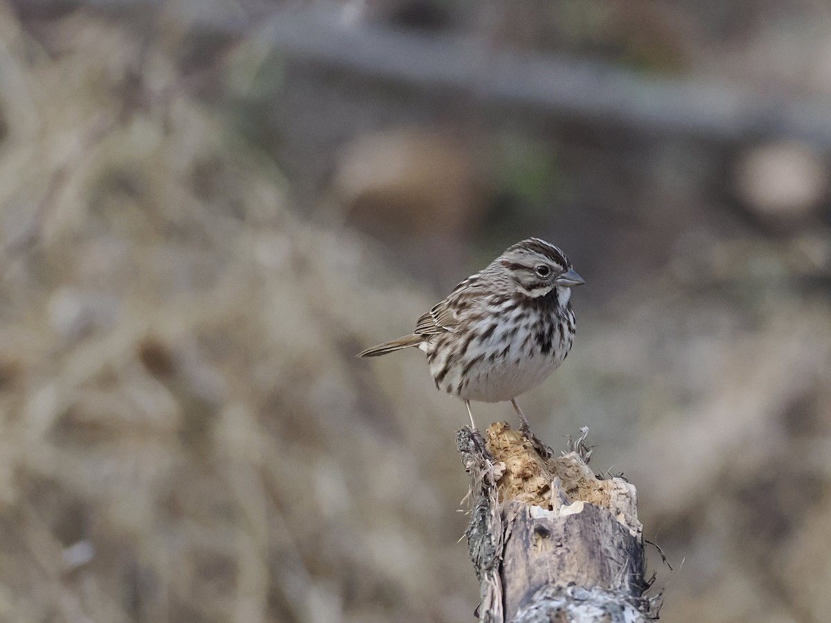 Song Sparrow - ML647482981