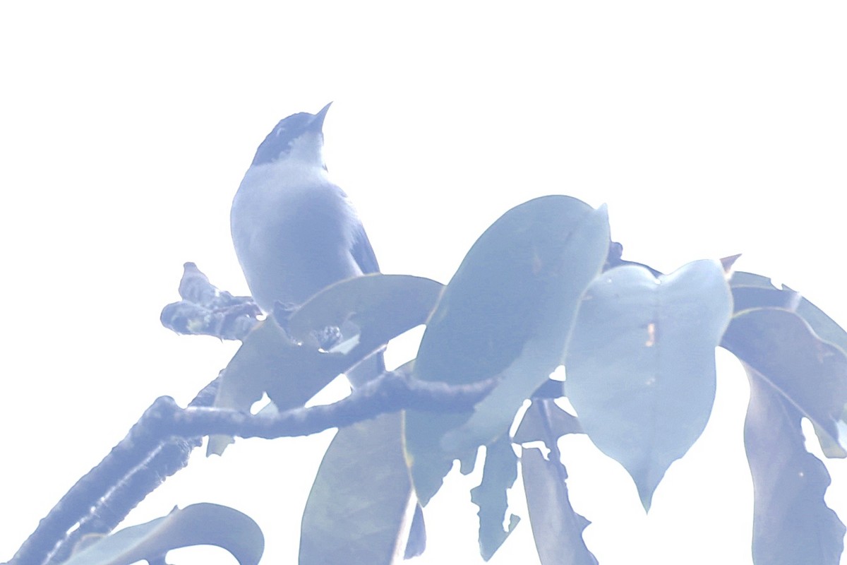 Black-headed Sibia (Black-headed) - ML647482999