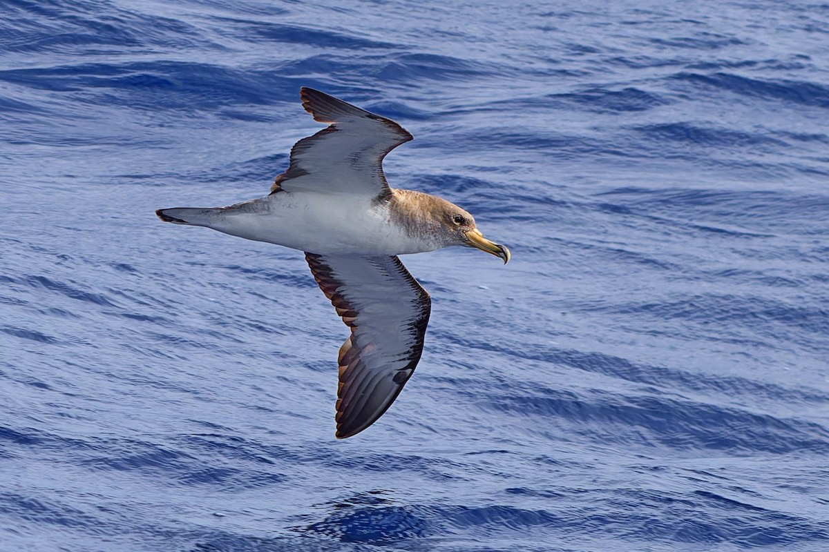 Cory's Shearwater - ML647483003