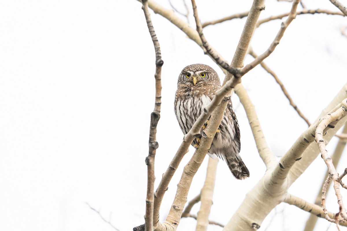 Northern Pygmy-Owl (Rocky Mts.) - ML647483009