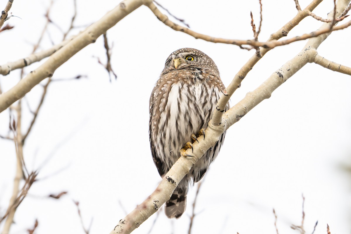 Northern Pygmy-Owl (Rocky Mts.) - ML647483010