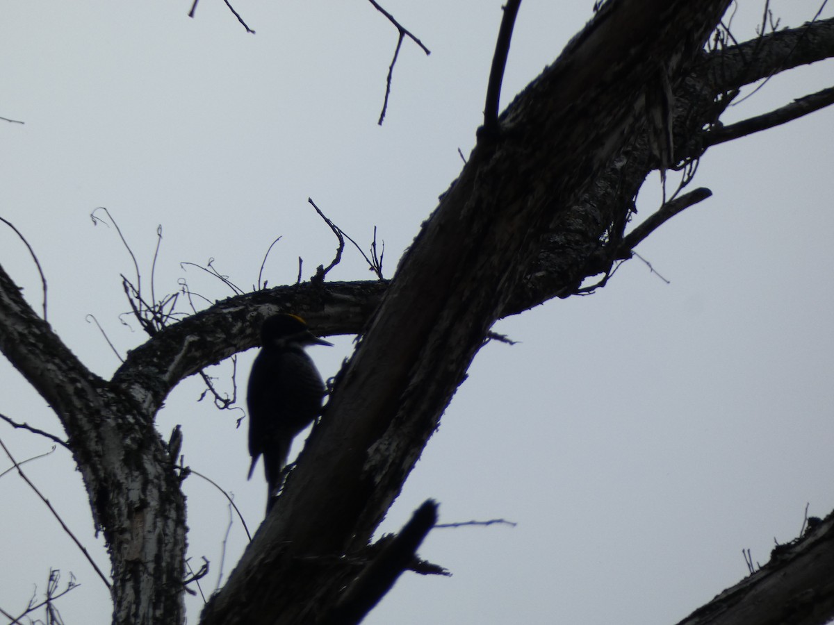 svartryggspett - ML647483011