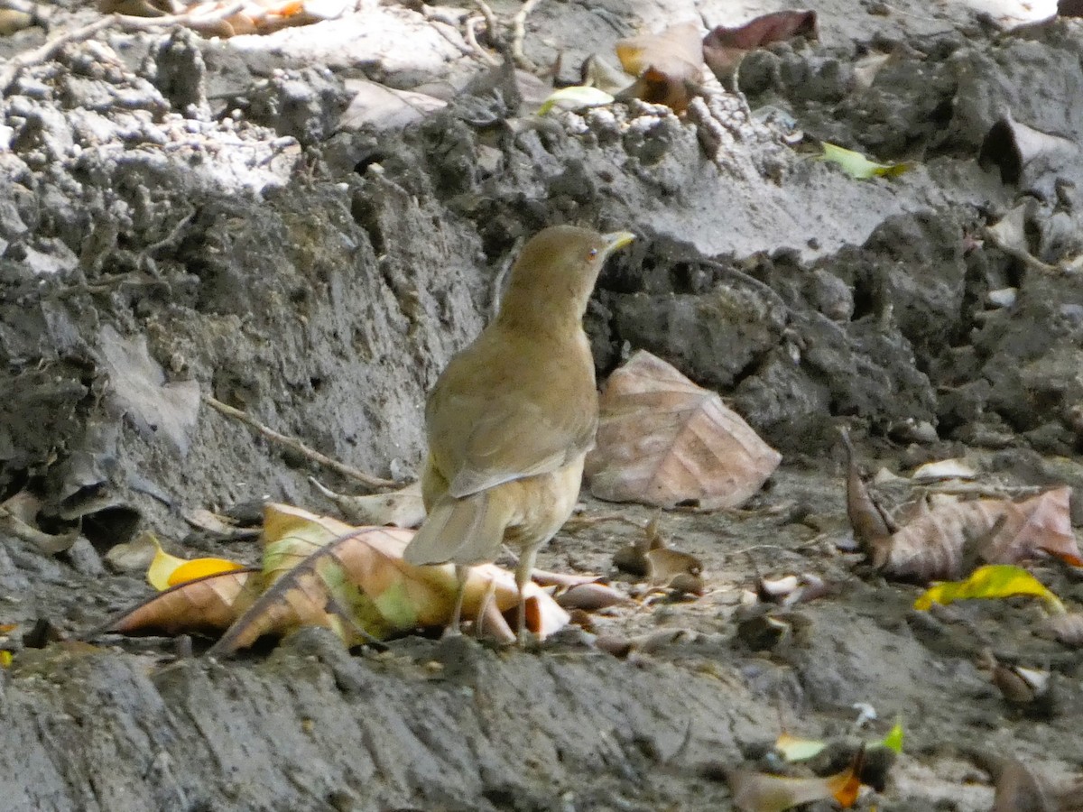 Merle fauve - ML647483022