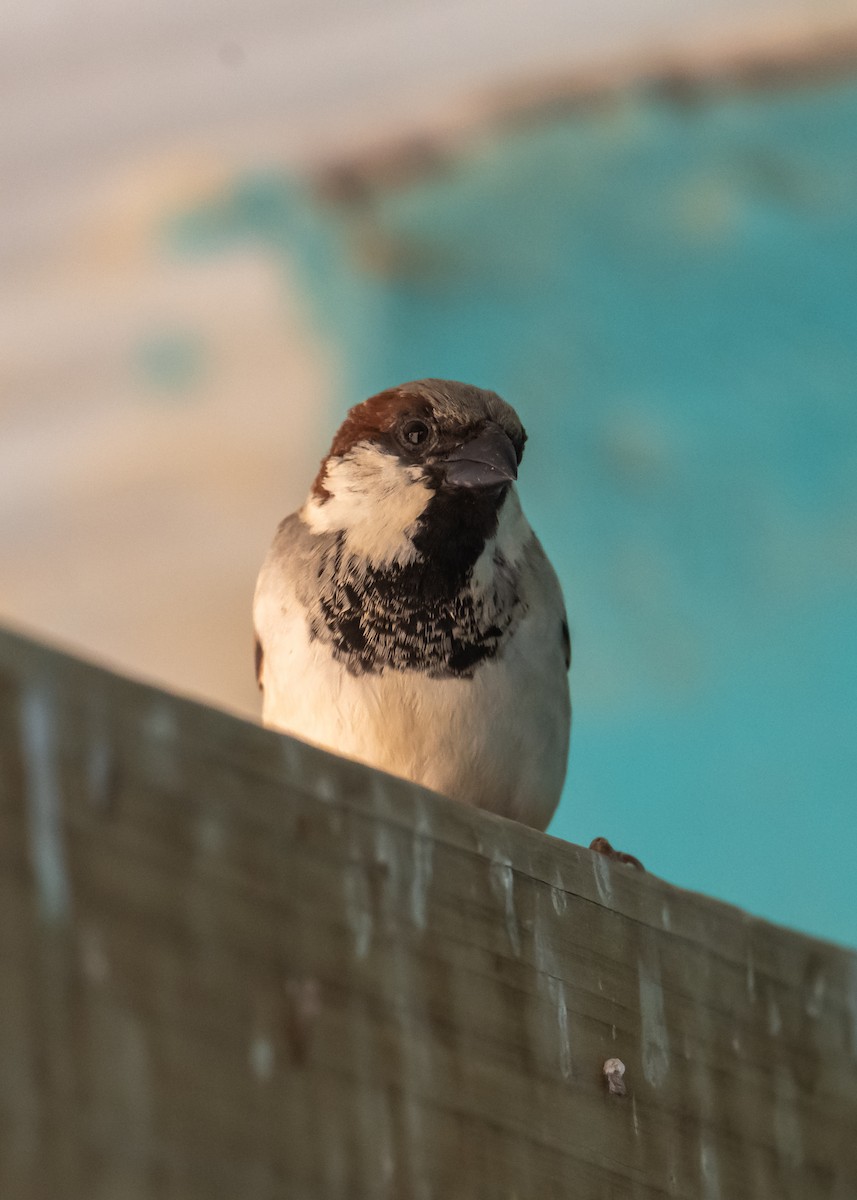 Gorrión Común - ML647483026