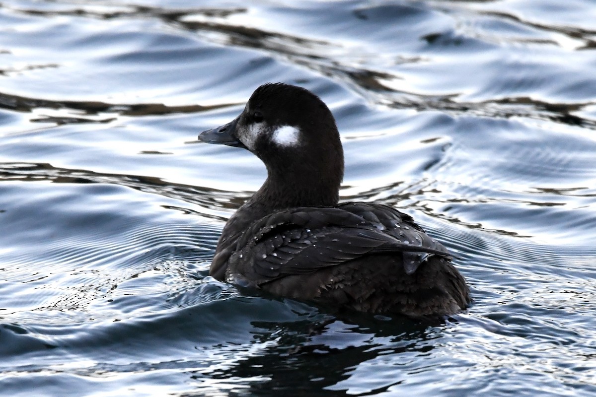 Ahate arlekina - ML647483029