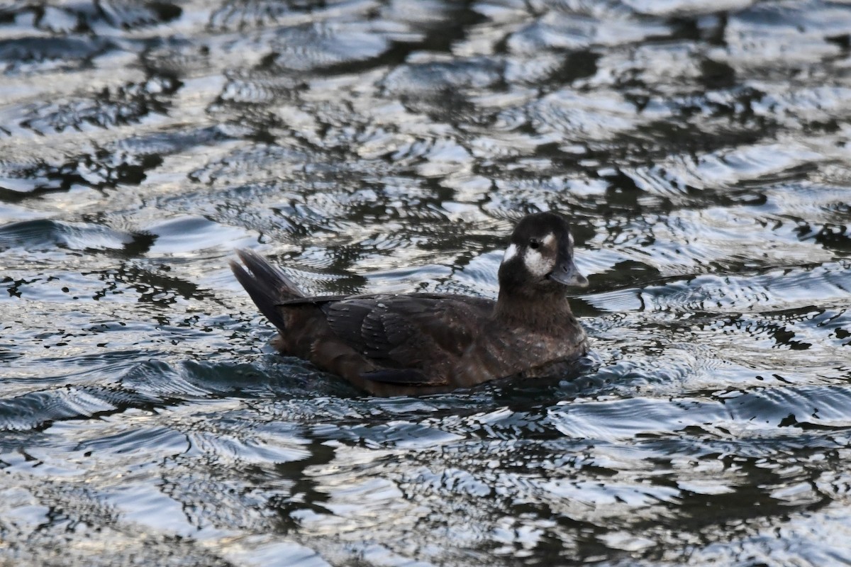 Ahate arlekina - ML647483030