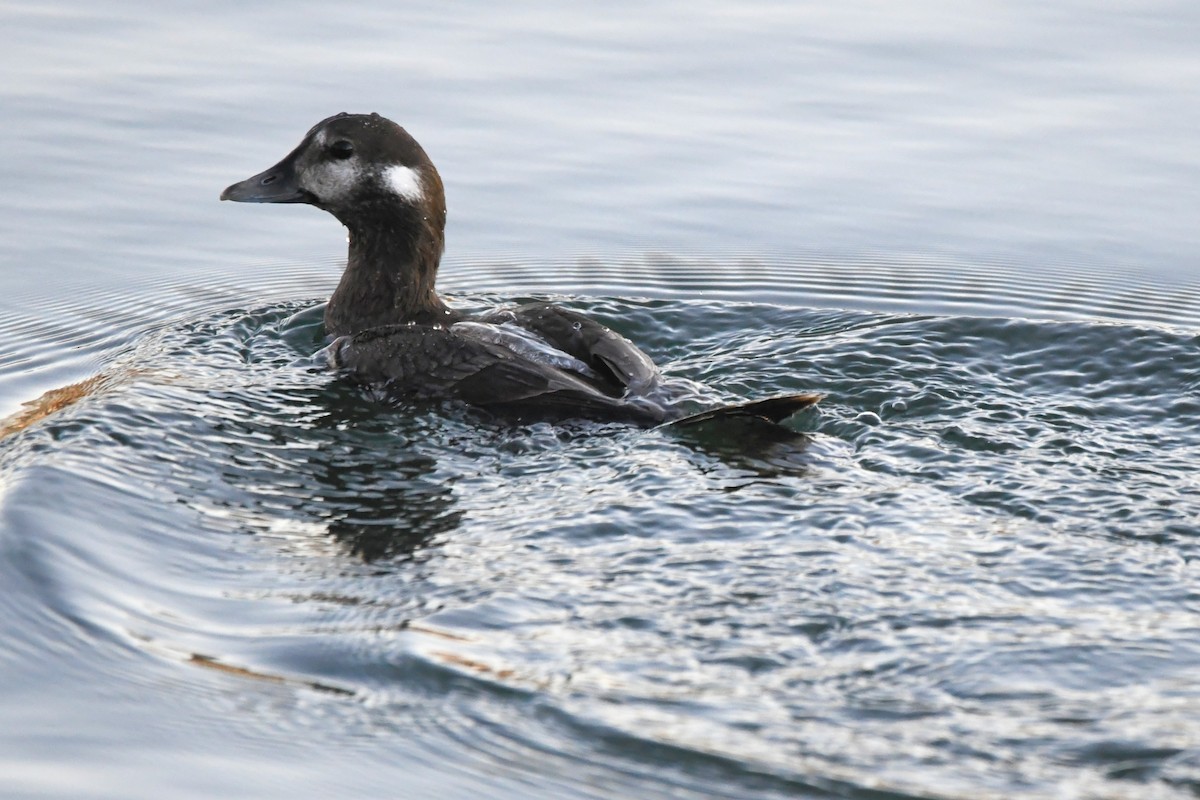 Ahate arlekina - ML647483031